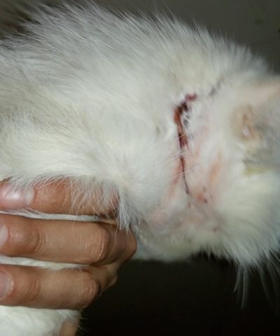 Котик 17 марта (2)