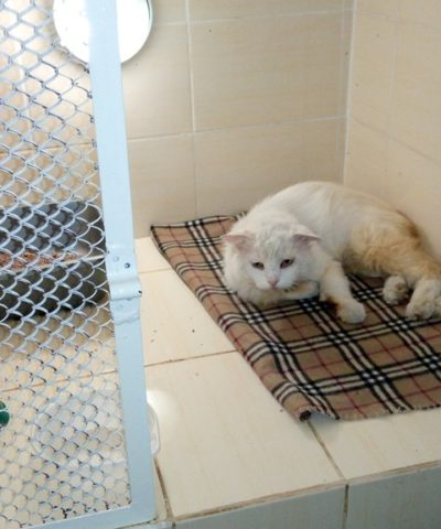 Котик 17 марта (4)