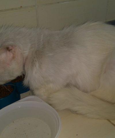 Котик 17 марта (5)