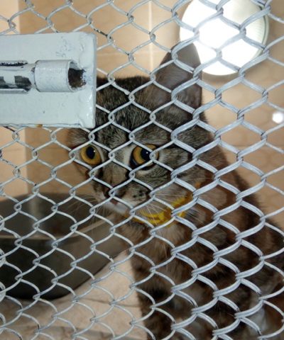 Ночка и Гладкая (2)