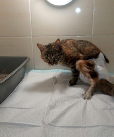 Ночка и Гладкая (4)